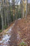 Trail/singiel z Zapolanki na Halę Cukiernica (pod Redykalnym Wierchem)
