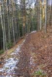 Trail/singiel z Zapolanki na Halę Cukiernica (pod Redykalnym Wierchem)
