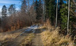 Bezszlakowy podjazd leśną drogą na grzbiet pod Jaworzyną