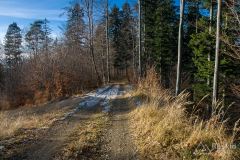 Bezszlakowy podjazd leśną drogą na grzbiet pod Jaworzyną