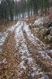 Bezszlakowy podjazd leśną drogą na grzbiet pod Jaworzyną