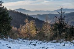 Bezszlakowy podjazd leśną drogą na grzbiet pod Jaworzyną