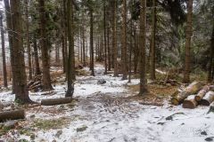 Czerwony szlak z  Przełęczy Przegibek na Rycerzową