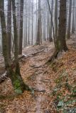 Niebieski szlak z Rycerzowej na Przełęcz Przegibek