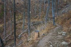 Zielony szlak z Przełęczy Przegibek do Rycerki Górnej Kolonia