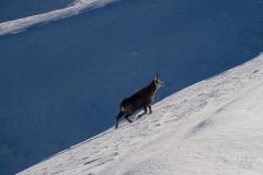 Skitury Grześ i Rakoń