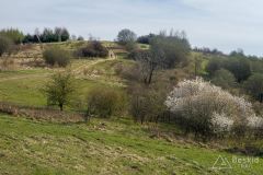 Na grzbiecie pomiędzy Juszczyną a Żywcem/Trzebinią