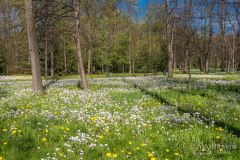Wiosna w żywieckim parku