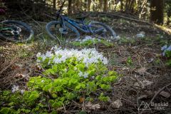 Podjazd pod Ostry Groń