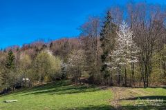 Podjazd żółtym szlakiem ze Świnnej na Jastrzębicę