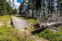 Szlak pomiędzy Jaworzyną Kamienicką a Kiczorą