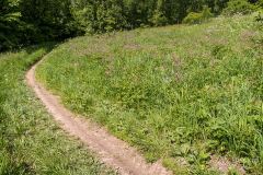 Zjazd z Lubania niebieskim szlakiem do Ochotnicy Dolnej