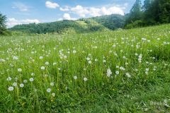 Zjazd z Lubania niebieskim szlakiem do Ochotnicy Dolnej
