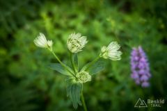 IMG_6588