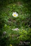 IMG_6630