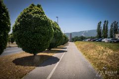 IMG_6778