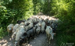 Podjazd z Żabnicy na Słowiankę