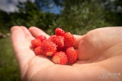 IMG_6906
