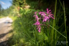 IMG_6917