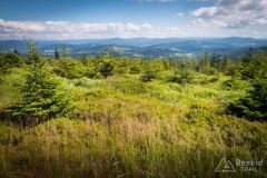 IMG_6929