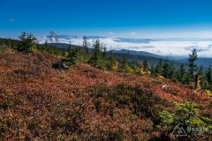Czerwony szlak pomiędzy Magurką Radziechowską a Magurką Wiślańską