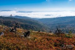 Czerwony szlak pomiędzy Magurką Radziechowską a Magurką Wiślańską