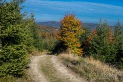 Na zielonym szlaku pomiędzy Jaworzyną a Mędralową Zachodnią