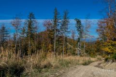 Na zielonym szlaku pomiędzy Jaworzyną a Mędralową Zachodnią