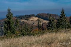 Hala Kamińskiego z Mędralowej