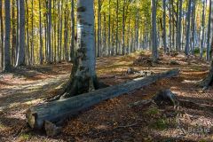 Niebieski szlak do Zawoi Wełcza