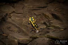 Salamandra