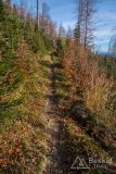 Niebieski szlak ze Złatnej na Halę Lipowską