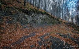 Leśna ścieżka/singiel spod Żaru do Kozubnika