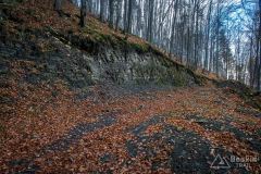 Leśna ścieżka/singiel spod Żaru do Kozubnika