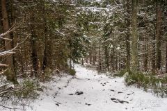 Niebieski szlak z Romanki na Kotarnicę