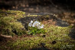 IMG_9540