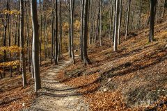 IMG_0178