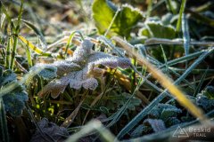 IMG_0235