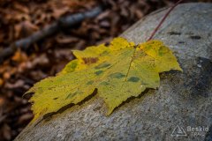 IMG_0294