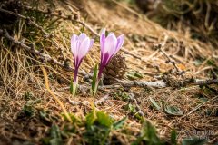 IMG_0752