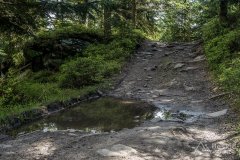 Na zielonym szlaku pomiędzy Łysiną a Gibasami