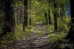 Zjazd z Jaworzyny niebieskim i zielonym (wcześniej żółtym) szlakiem