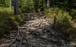 IMG_1337