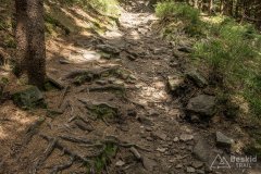 IMG_1335