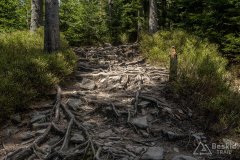 IMG_1337