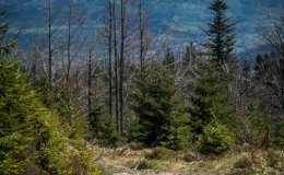 IMG_1374