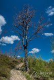 IMG_1371