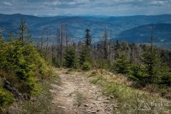 IMG_1377-1