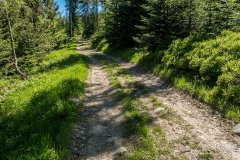 Podjazd leśną drogą pod Halę Malorka