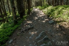 Na szlaku  na Halę Miziową